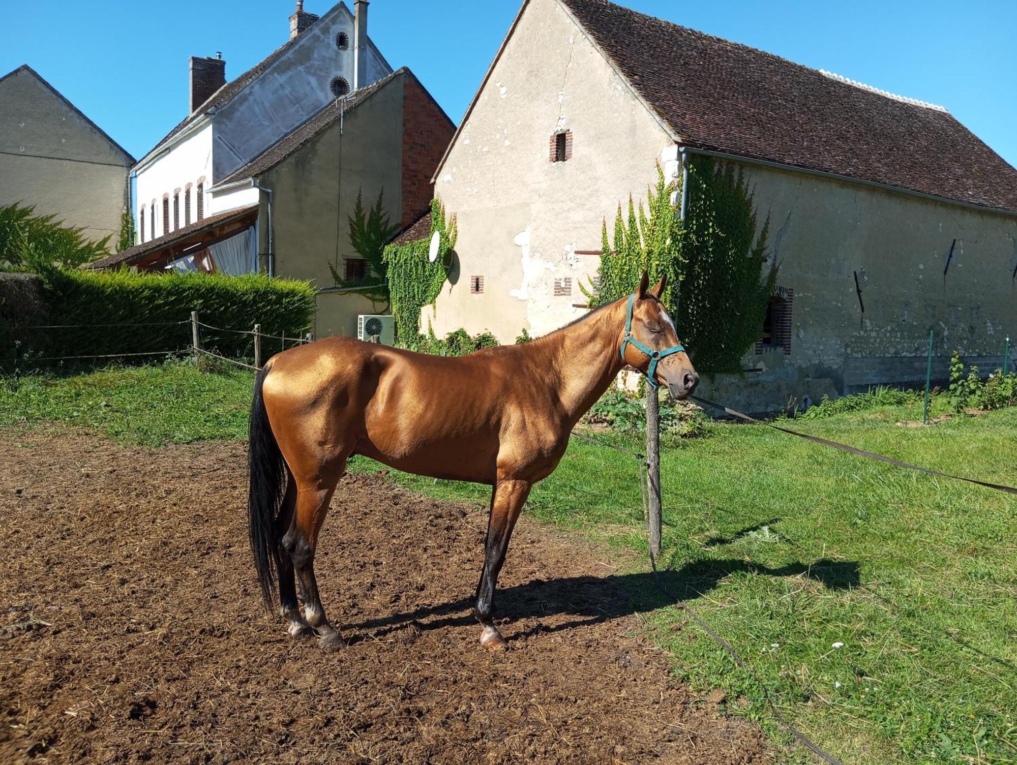 Le Moulin Neuf Villa Brienon-sur-Armançon Eksteriør bilde